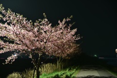 夜桜