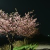 夜桜