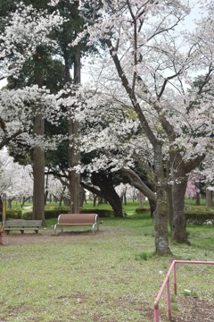 桜散る
