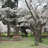 桜散る