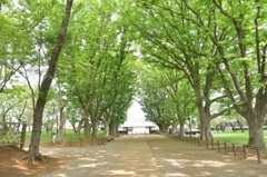 初夏の兆し