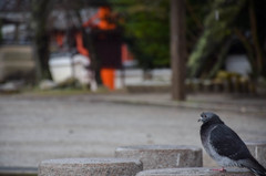 京都試写