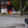 京都試写