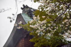 京都試写