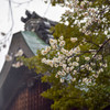 京都試写