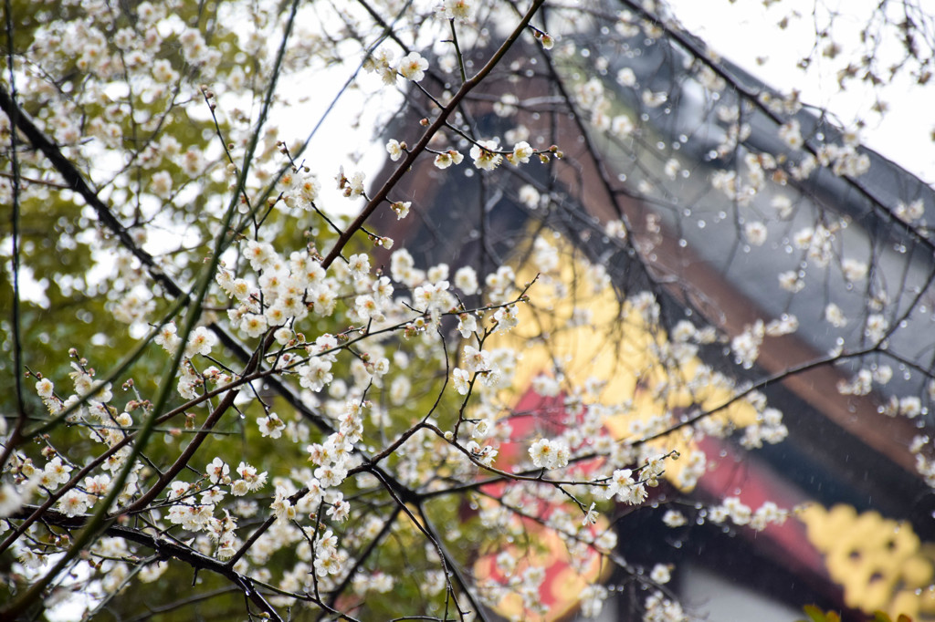 京都試写