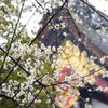 京都試写