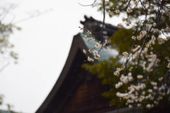 京都試写