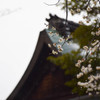 京都試写