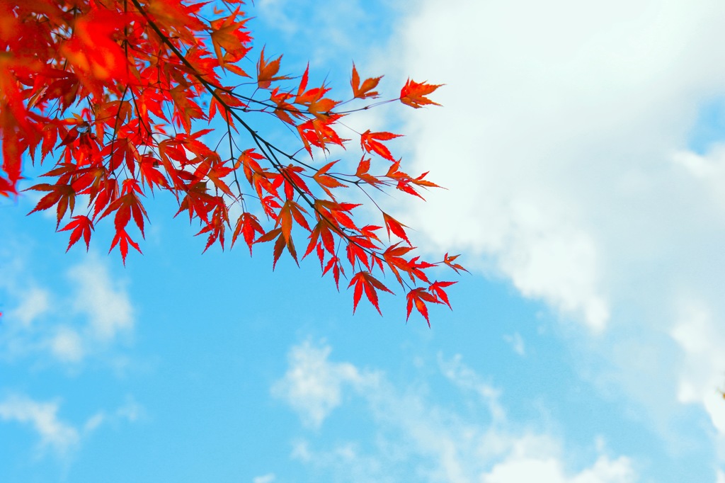 秋空