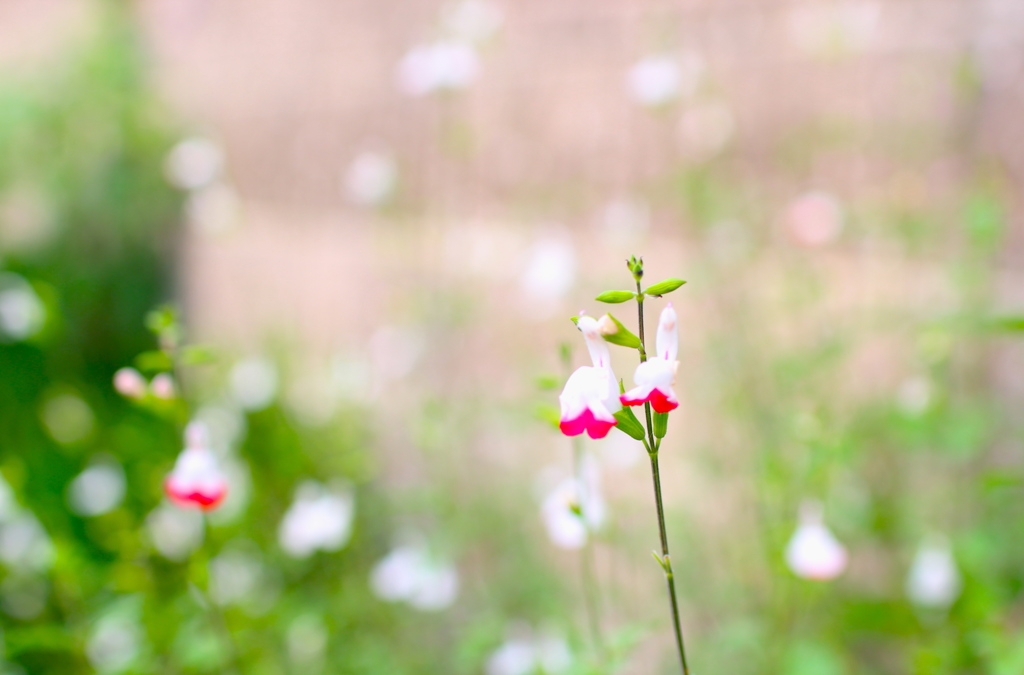 なんの花？