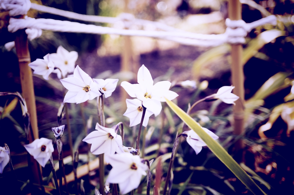 道ばたの花