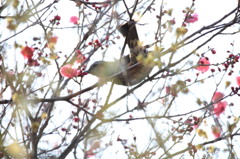 梅な１日②