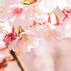 安行桜