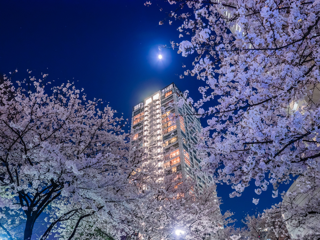 月下の桜