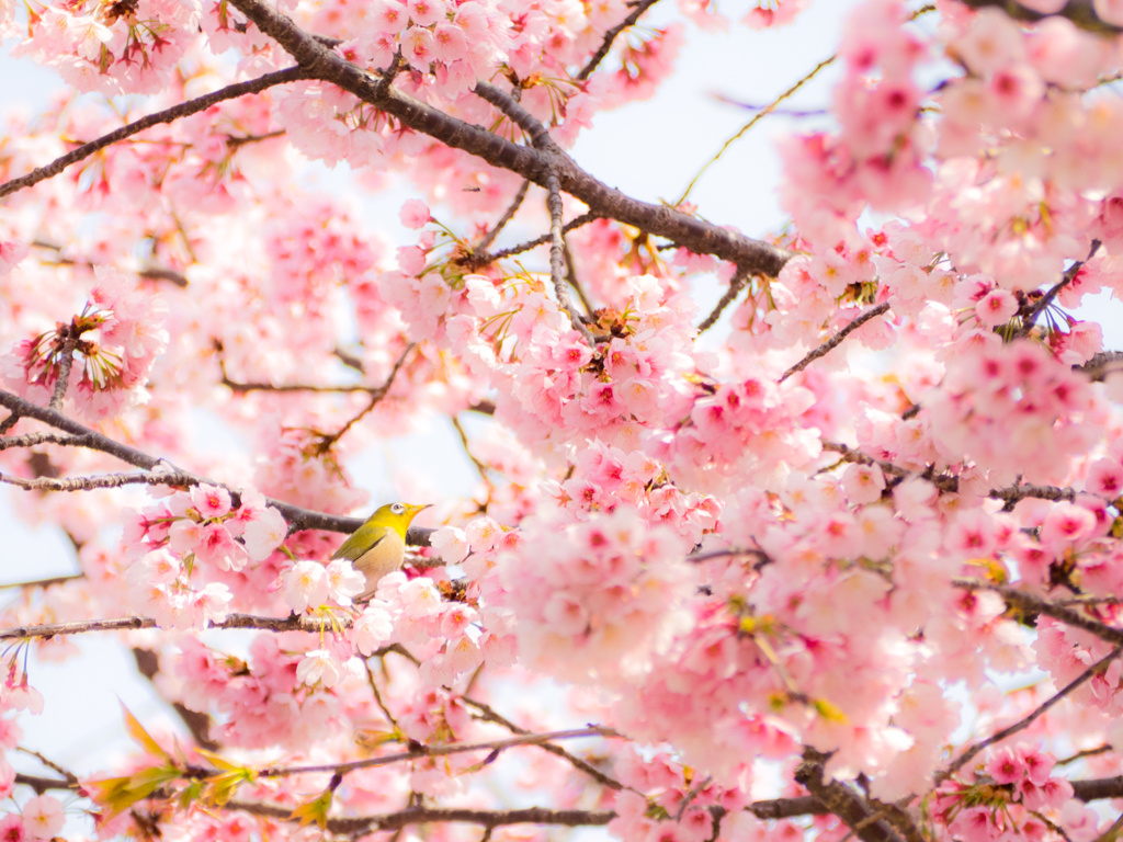 メジロと桜