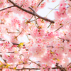 メジロと桜