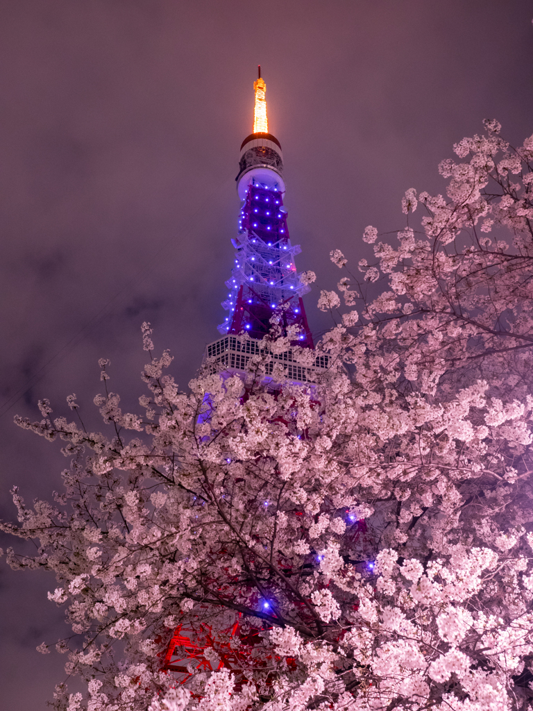 ダイヤモンドヴェールと桜