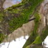 雪山の緑