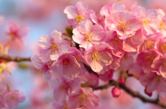 河津桜