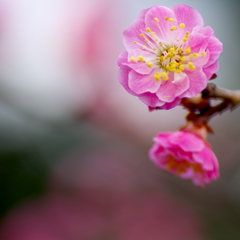 梅の花