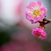 梅の花
