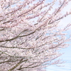 桜並木