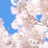 爽春
