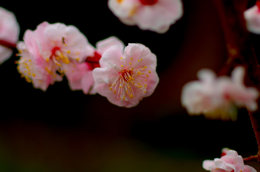 梅の花