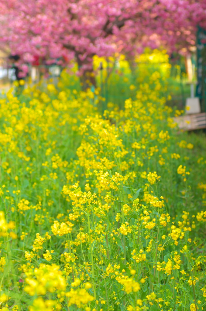 河津桜と菜の花