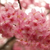 河津桜＠三島大社境内駐車場