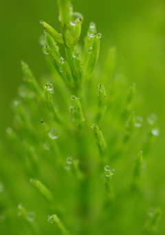 Spring Dewdrop