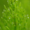 Spring Dewdrop