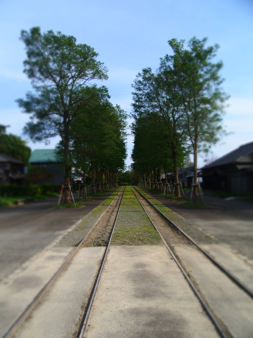 並木の中の鉄路