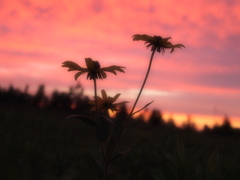 曇天の夕暮れ