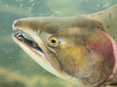 魚