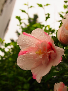 雨上がりの花