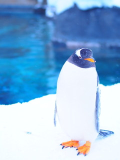 見つめるペンギン