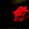 Red Rose