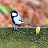 シジュウカラ ルーティン