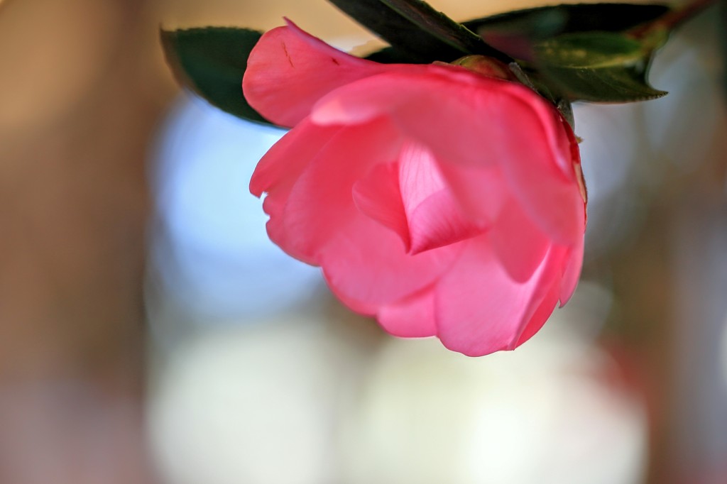 Pink Camellia