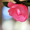 Pink Camellia