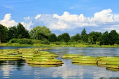 オオオニバスの池