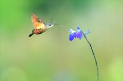 ホシホウジャク