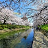 松川の桜と青空