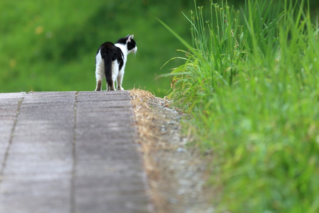 猫の森に帰ります