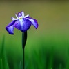 花しょうぶ
