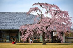水墨美術館の一本桜