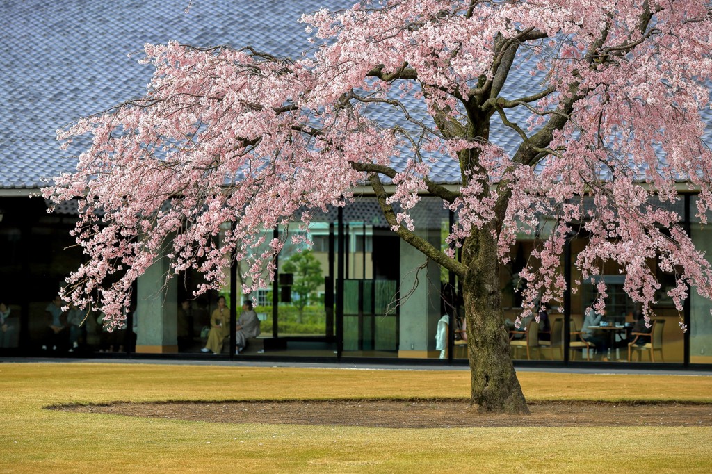 桜を愛でる