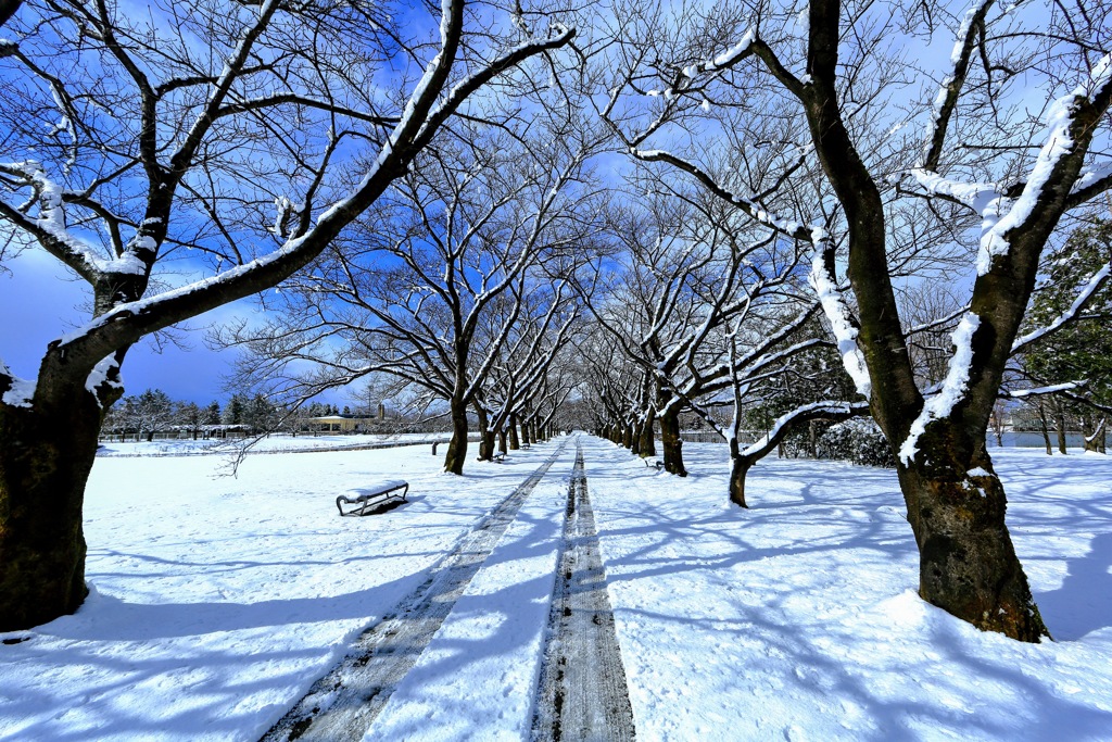 雪の桜並木